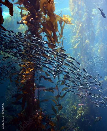 School of fish in kelp forest