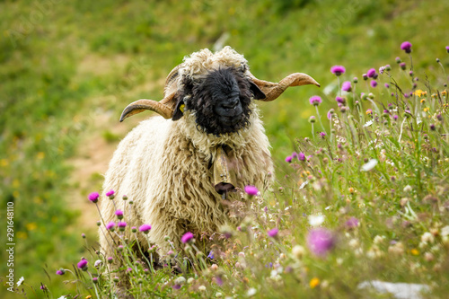 Valais blacknose sheep