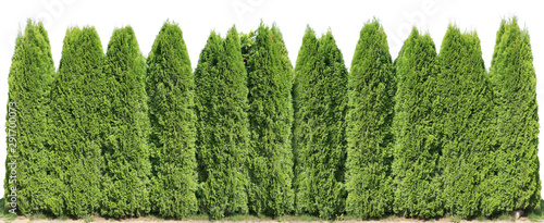 Ideal long and high green fence from evergreen coniferous trees near rural house isolated