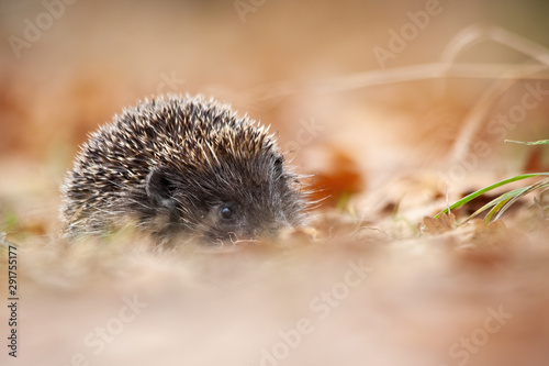 European hedgehog, erinaceus europaeus, with protective prickles hiding in leafs in autumn forest. Wild nocturnal mammal with snout in wilderness