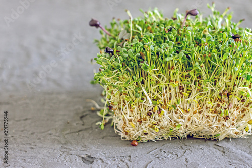 Raw sprouts, micro greens, healthy eating concept. Fresh micro greens closeup. Growing sprouts for healthy salad. young micro green vegetable green. raw sprout vegetables from plant seeds