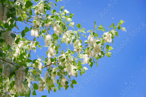 Poplar down on poplar during flowering in spring.