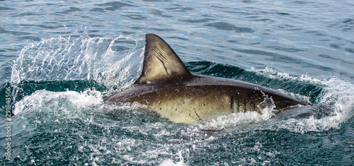 Shark back and dorsal fin above water. Fin of great white shark, Carcharodon carcharias, South Africa, Atlantic Ocean