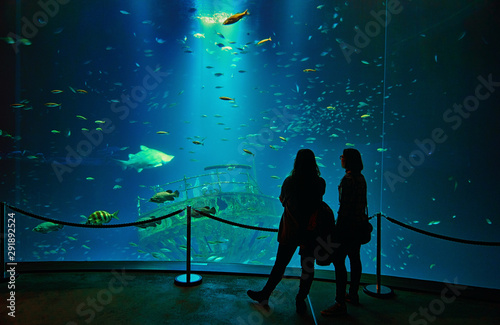 Silhouettes of people in front of a giant aquarium with big shark in a museum.