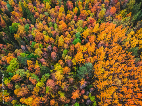 Beautiful autumn forest with yellow and red trees, aerial top view