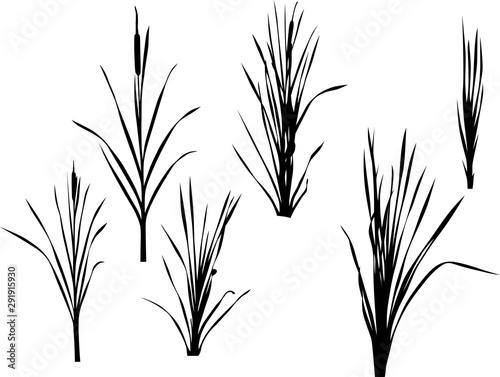 set of six reed silhouettes isolated on white