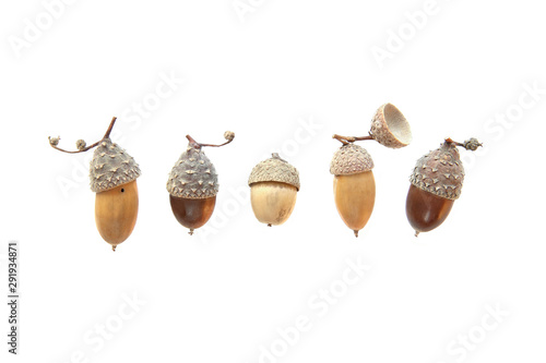 Set of acorns isolated on white background. Collection of different cute acorns with amazing hats.