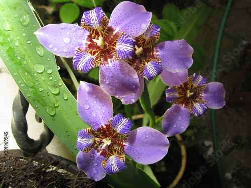 Blue walking Iris / Neomarica Caerulea Regina - This flower is also known as Giant Queen Iris or Giant Apostle's Iris