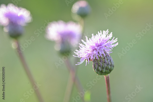 Carthamus lanatus, woolly distaff thistle, downy safflow or saffron thistle, pink, macro