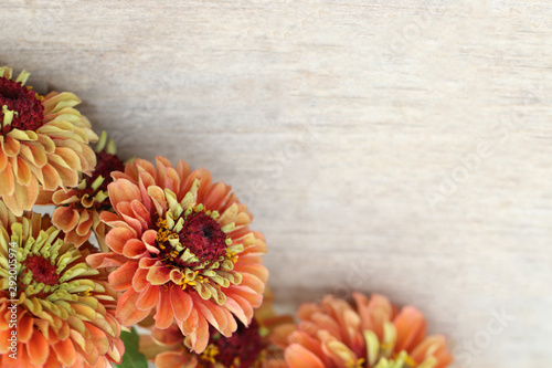 Horizontal flat lay (background) of orange zinnia flowers on weathered, white-painted wood, with copy space