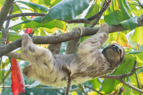 Brown-throated three toed sloth in Rainforest of Costa Rica