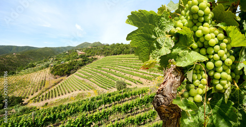 Grapevine with white wine in vineyard at a winery in Tuscany region near Florence, Italy Europe