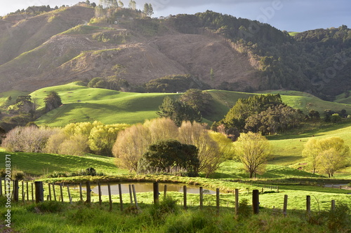Farmland with fresh green grass with hills cleaned of forest in background in Mahurangi West near Auckland in New Zealand.