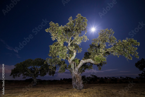 night photography oak with the moon in the background