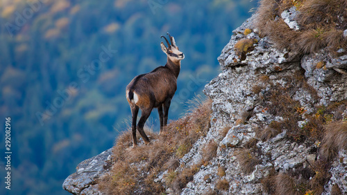 chamois wild goat in mountain landscape looking down