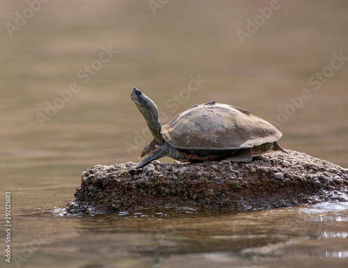 Turtle basking on the banks of Chambal river in Rajasthan, India