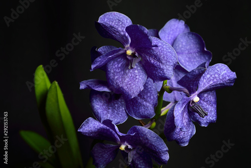 Dark blue Vanda Pachara Delight hybrid orchid flower on black background