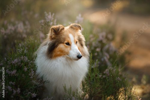 red dog in the woods. Fluffy sheltie in nature