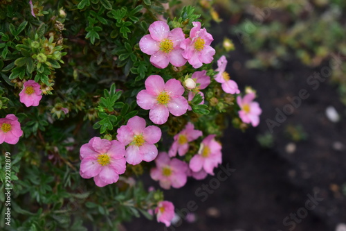 Flowers shrubby Potentilla lovely pink.