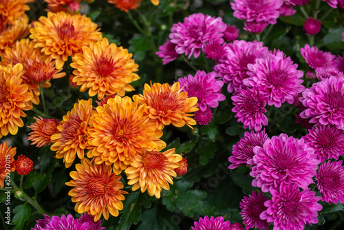 orange and purple fall mums