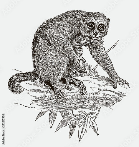 Potto perodicticus sitting on a branch. Illustration after an engraving from the 19th century