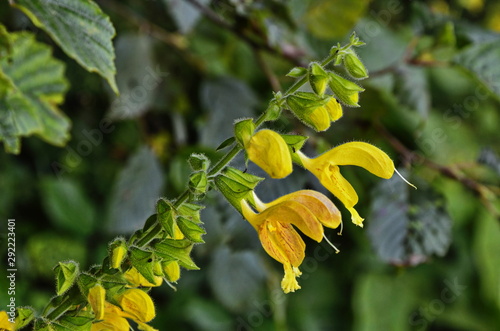 Sticky sage (Salvia glutinosa)