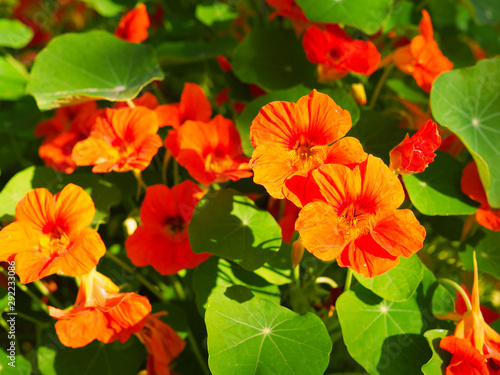 shrub with flowers of nasturtium.