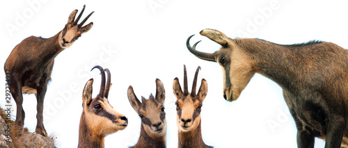 set of wild chamois goat isolated on white background