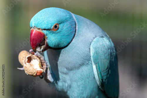 Beautiful Blue Ringneck parakeet Eating Monkey Nuts