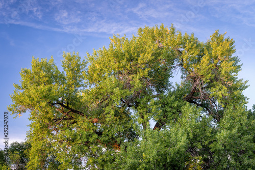 Giant cottonwood tree in early fall