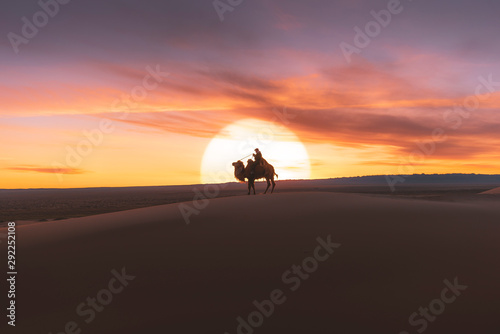 Gobi desert, may 2019, Mongolia : Camel going through the sand dunes on sunrise, Gobi desert Mongolia.