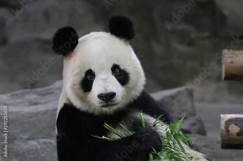 Beautiful Female Panda , Gong Zhu, Shanghai, China