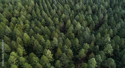 Aerial panorama of a dense nordic looking forest. Beautiful green tree like Christmas trees or pine tree high density plantation for wood production exploitation 