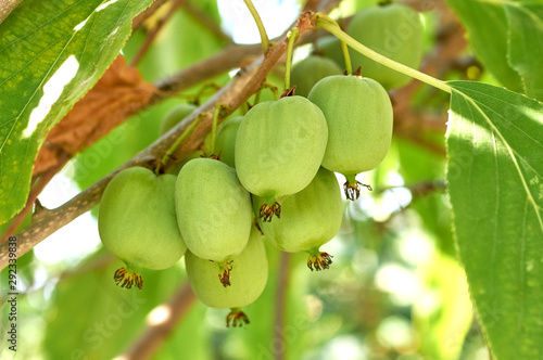 ripe vitamin fruit berry delicious actinidia (kiwi)