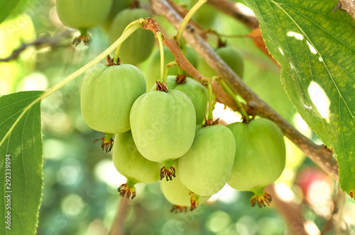 ripe vitamin fruit berry delicious actinidia (kiwi)