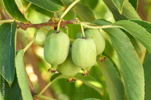 ripe vitamin fruit berry delicious actinidia (kiwi)