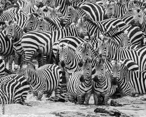 zebra herd