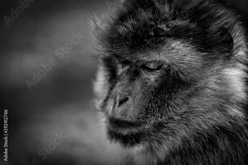 Tier Affe Makak schwarz weiß