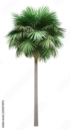 sabal palm tree isolated on white background