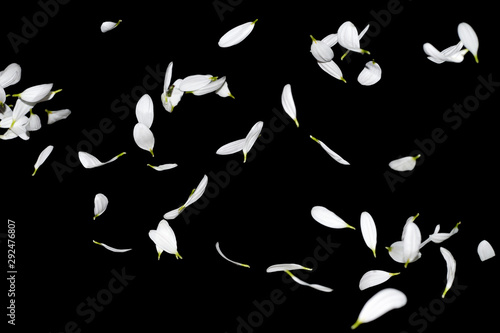 Many white petals of chrysanthemum flowers in the air isolated on a black background. Marguerite petals falling down