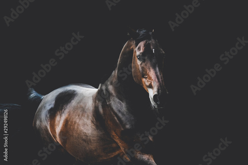 Bay warmblood mare with black background book cover