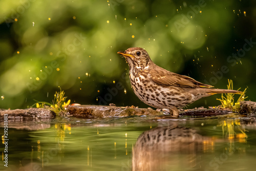 song thrush (Turdus philomelos) in a lake
