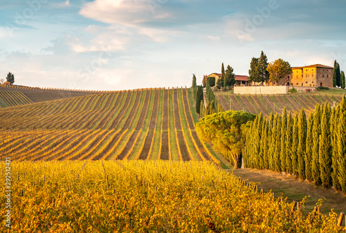 Golden vineyards in autumn at sunset, Chianti Region, Tuscany, Italy