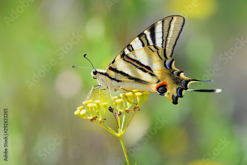 Papillon flambé