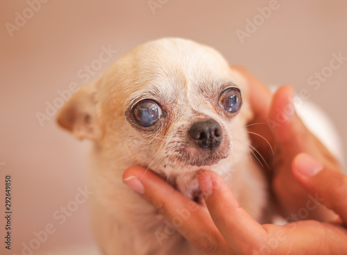 White chihuahua and ownner hand with love touching gentle under the dog chin and looking at camera