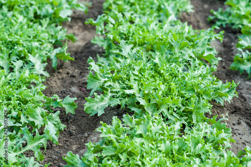 lettuce frisee in the beds with drip irrigation. Lettuce plantations