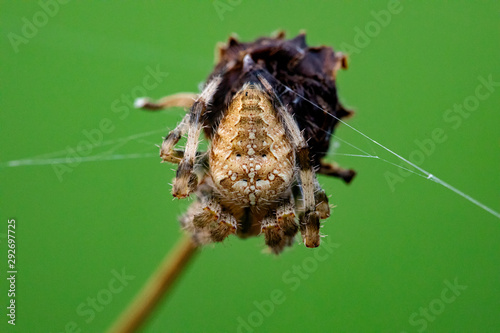 Cross Orb Weaver Spider Perched on a Dead Wildflower Stalk