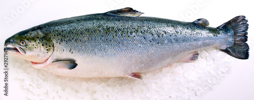 Fresh whole Salmon on ice against white background