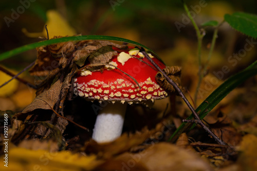 Amanita hid the floor with grass and leaves in the forest