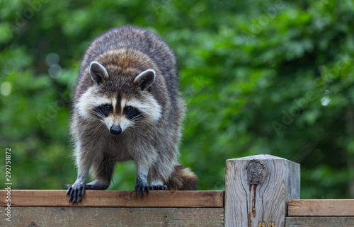 Closeup of a young female raccoon who climbed up the deck to perch on the wooden railing, against a green leafy background.